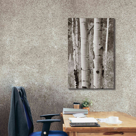 Image of 'Aspens II' by Debra Van Swearingen, Canvas Wall Art,26 x 40