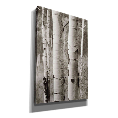 Image of 'Aspens II' by Debra Van Swearingen, Canvas Wall Art,12x18x1.1x0,18x26x1.1x0,26x40x1.74x0,40x60x1.74x0