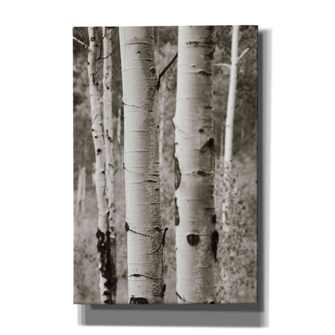 Image of 'Aspens II' by Debra Van Swearingen, Canvas Wall Art,12x18x1.1x0,18x26x1.1x0,26x40x1.74x0,40x60x1.74x0