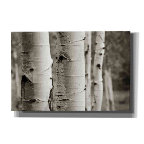 Image of 'Aspens III' by Debra Van Swearingen, Canvas Wall Art,18x12x1.1x0,26x18x1.1x0,40x26x1.74x0,60x40x1.74x0