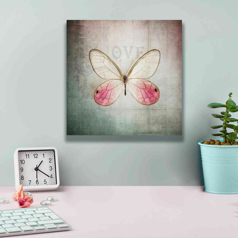 Image of 'French Butterfly I' by Debra Van Swearingen, Canvas Wall Art,12 x 12
