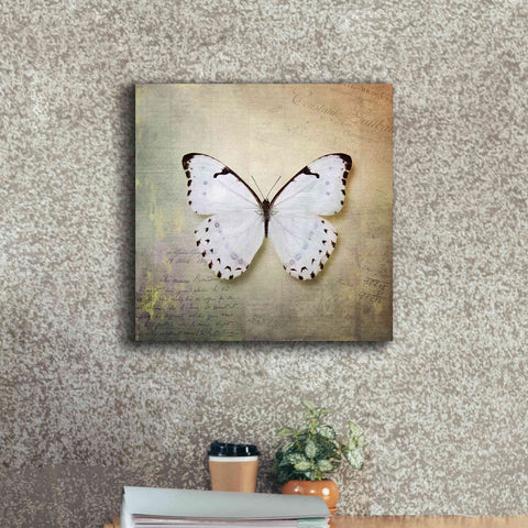 Image of 'French Butterfly II' by Debra Van Swearingen, Canvas Wall Art,18 x 18