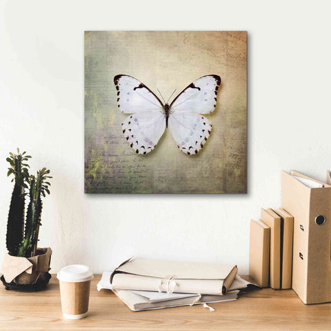 Image of 'French Butterfly II' by Debra Van Swearingen, Canvas Wall Art,18 x 18