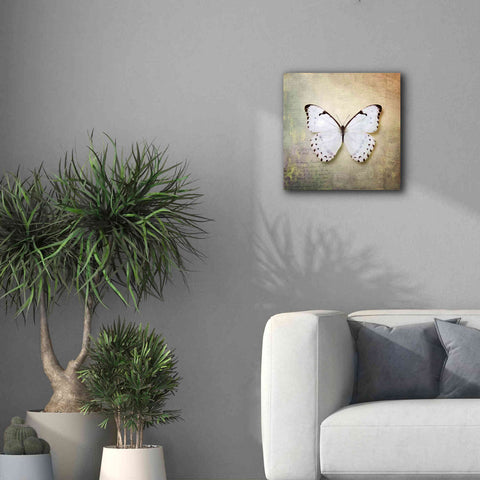 Image of 'French Butterfly II' by Debra Van Swearingen, Canvas Wall Art,18 x 18
