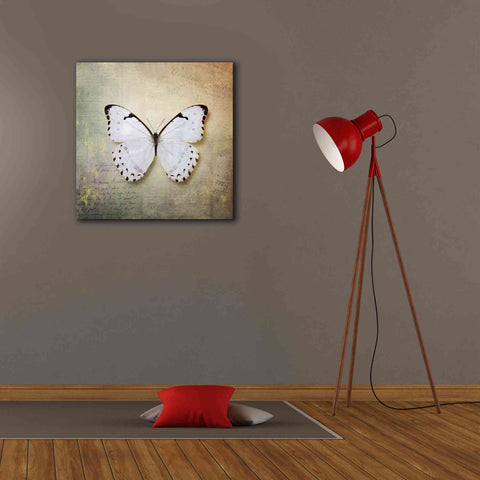 Image of 'French Butterfly II' by Debra Van Swearingen, Canvas Wall Art,26 x 26