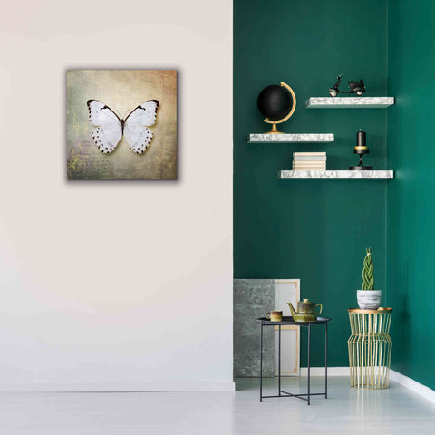 Image of 'French Butterfly II' by Debra Van Swearingen, Canvas Wall Art,26 x 26