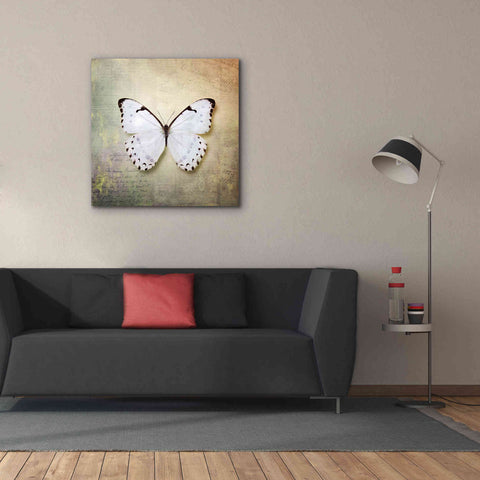 Image of 'French Butterfly II' by Debra Van Swearingen, Canvas Wall Art,37 x 37