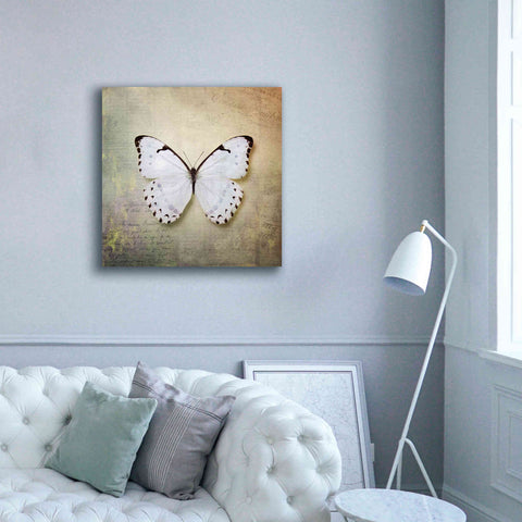 Image of 'French Butterfly II' by Debra Van Swearingen, Canvas Wall Art,37 x 37