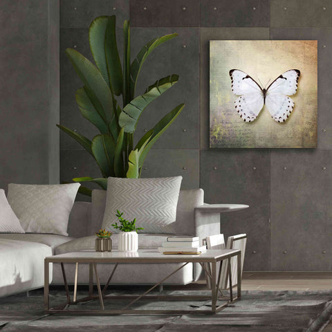 Image of 'French Butterfly II' by Debra Van Swearingen, Canvas Wall Art,37 x 37