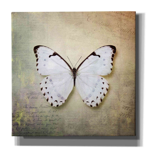 Image of 'French Butterfly II' by Debra Van Swearingen, Canvas Wall Art,12x12x1.1x0,18x18x1.1x0,26x26x1.74x0,37x37x1.74x0