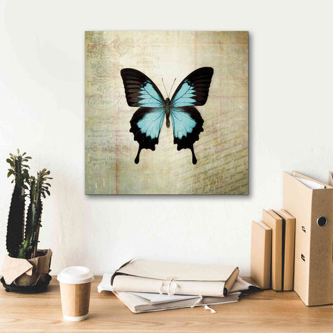 Image of 'French Butterfly III' by Debra Van Swearingen, Canvas Wall Art,18 x 18
