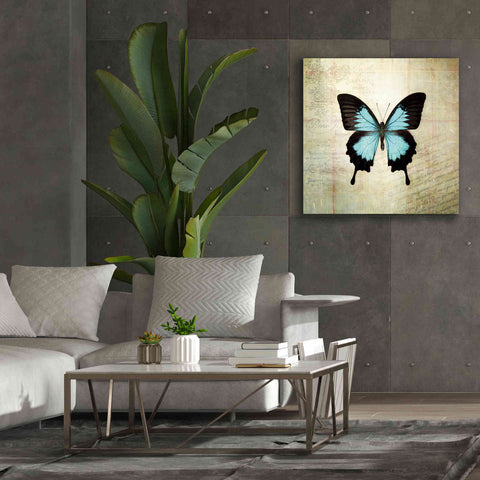 Image of 'French Butterfly III' by Debra Van Swearingen, Canvas Wall Art,37 x 37