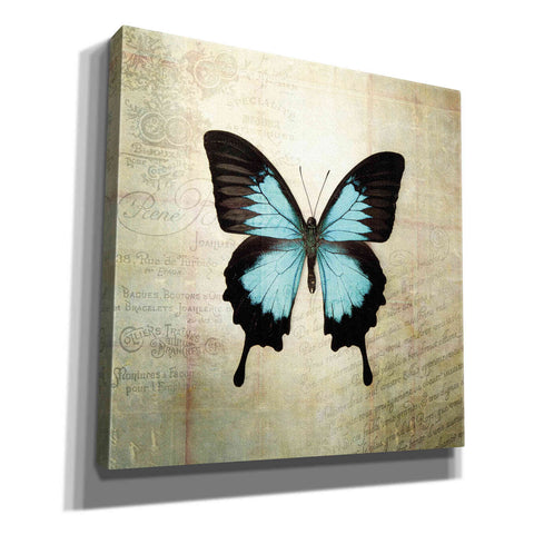 Image of 'French Butterfly III' by Debra Van Swearingen, Canvas Wall Art,12x12x1.1x0,18x18x1.1x0,26x26x1.74x0,37x37x1.74x0