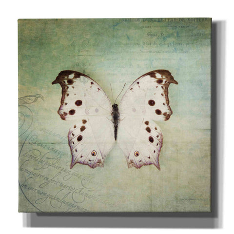 Image of 'French Butterfly IV' by Debra Van Swearingen, Canvas Wall Art,12x12x1.1x0,18x18x1.1x0,26x26x1.74x0,37x37x1.74x0