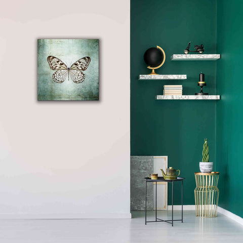 Image of 'French Butterfly V' by Debra Van Swearingen, Canvas Wall Art,26 x 26