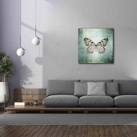 Image of 'French Butterfly V' by Debra Van Swearingen, Canvas Wall Art,37 x 37