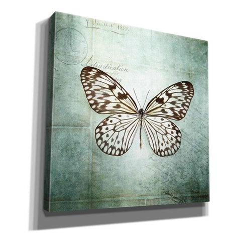 Image of 'French Butterfly V' by Debra Van Swearingen, Canvas Wall Art,12x12x1.1x0,18x18x1.1x0,26x26x1.74x0,37x37x1.74x0