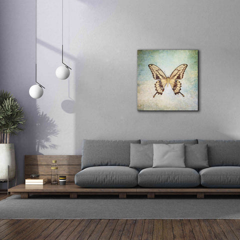Image of 'French Butterfly VI' by Debra Van Swearingen, Canvas Wall Art,37 x 37
