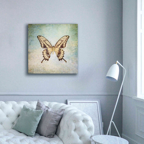 Image of 'French Butterfly VI' by Debra Van Swearingen, Canvas Wall Art,37 x 37