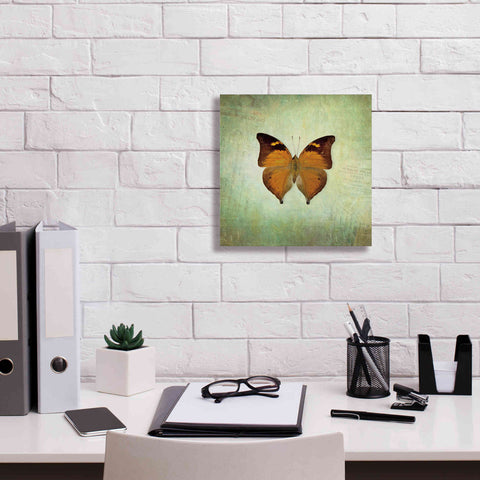 Image of 'French Butterfly VII' by Debra Van Swearingen, Canvas Wall Art,12 x 12