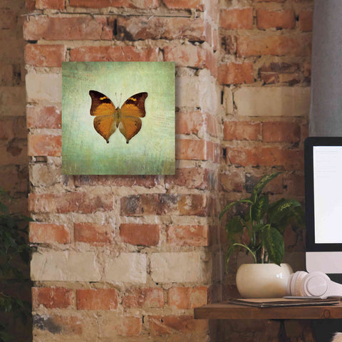 Image of 'French Butterfly VII' by Debra Van Swearingen, Canvas Wall Art,12 x 12