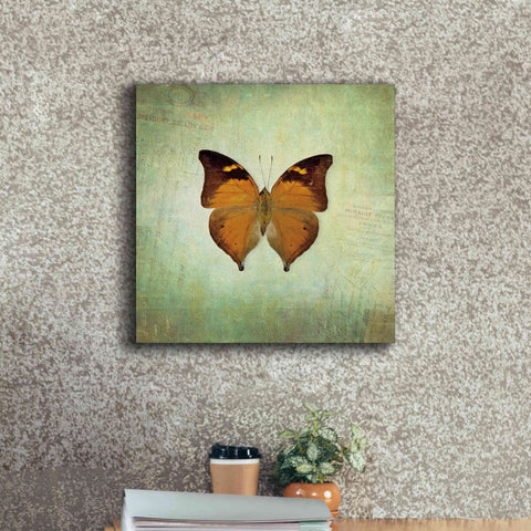 Image of 'French Butterfly VII' by Debra Van Swearingen, Canvas Wall Art,18 x 18