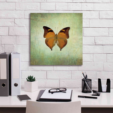 Image of 'French Butterfly VII' by Debra Van Swearingen, Canvas Wall Art,18 x 18