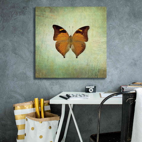 Image of 'French Butterfly VII' by Debra Van Swearingen, Canvas Wall Art,26 x 26