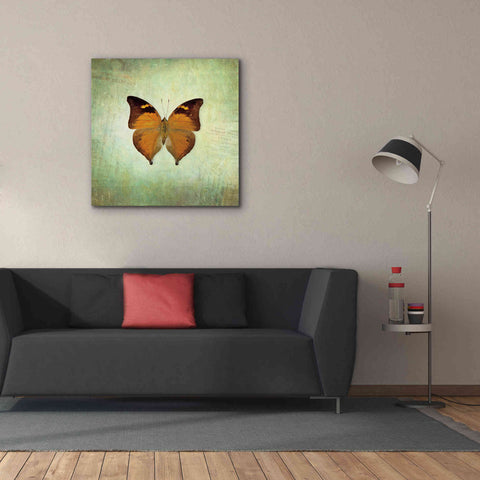 Image of 'French Butterfly VII' by Debra Van Swearingen, Canvas Wall Art,37 x 37