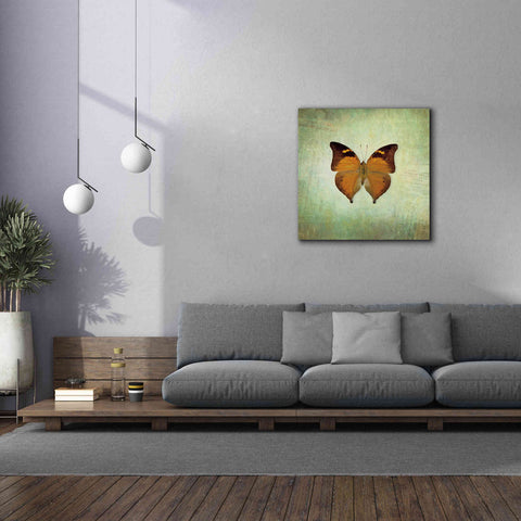 Image of 'French Butterfly VII' by Debra Van Swearingen, Canvas Wall Art,37 x 37