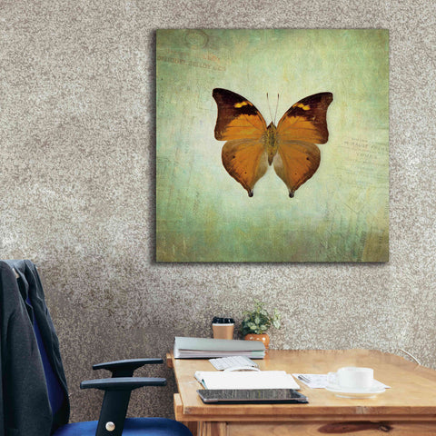 Image of 'French Butterfly VII' by Debra Van Swearingen, Canvas Wall Art,37 x 37