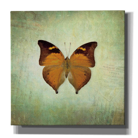 Image of 'French Butterfly VII' by Debra Van Swearingen, Canvas Wall Art,12x12x1.1x0,18x18x1.1x0,26x26x1.74x0,37x37x1.74x0