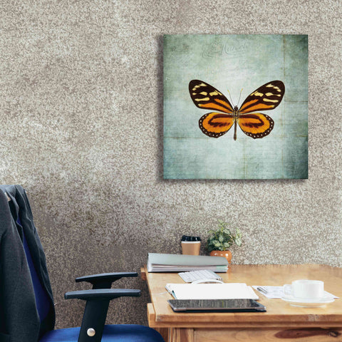 Image of 'French Butterfly VIII' by Debra Van Swearingen, Canvas Wall Art,26 x 26