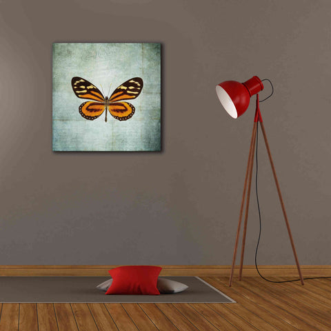 Image of 'French Butterfly VIII' by Debra Van Swearingen, Canvas Wall Art,26 x 26