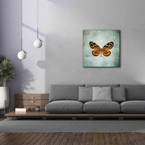 Image of 'French Butterfly VIII' by Debra Van Swearingen, Canvas Wall Art,37 x 37