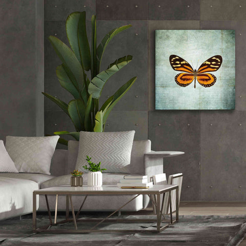 Image of 'French Butterfly VIII' by Debra Van Swearingen, Canvas Wall Art,37 x 37