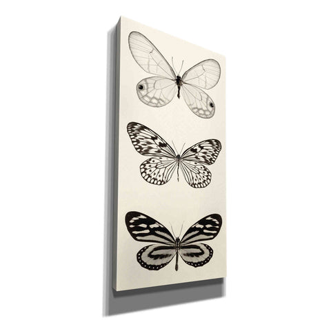 Image of 'Butterfly BW Panel II' by Debra Van Swearingen, Canvas Wall Art,12x24x1.1x0,20x40x1.74x0,30x60x1.74x0