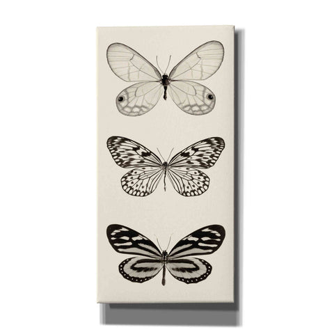 Image of 'Butterfly BW Panel II' by Debra Van Swearingen, Canvas Wall Art,12x24x1.1x0,20x40x1.74x0,30x60x1.74x0