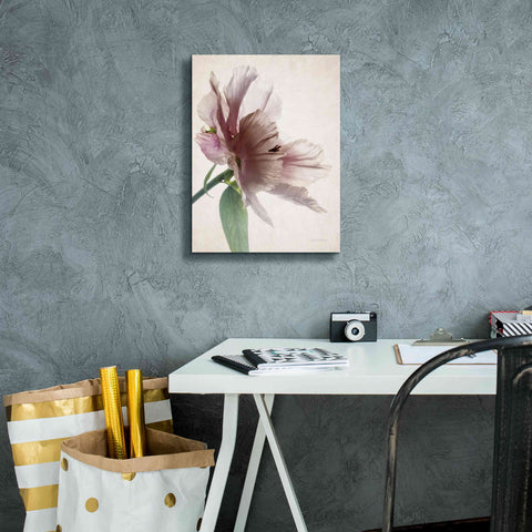 Image of 'Translucent Peony II' by Debra Van Swearingen, Canvas Wall Art,12 x 16