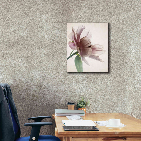 Image of 'Translucent Peony II' by Debra Van Swearingen, Canvas Wall Art,20 x 24