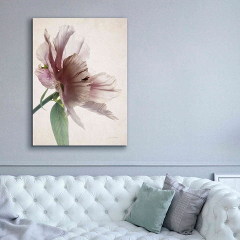 Image of 'Translucent Peony II' by Debra Van Swearingen, Canvas Wall Art,40 x 54
