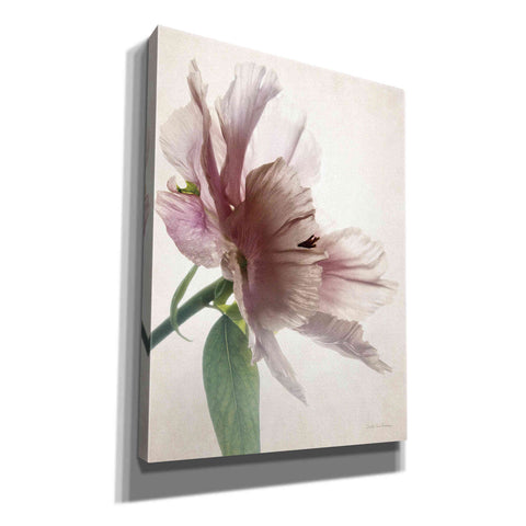 Image of 'Translucent Peony II' by Debra Van Swearingen, Canvas Wall Art,12x16x1.1x0,20x24x1.1x0,26x30x1.74x0,40x54x1.74x0