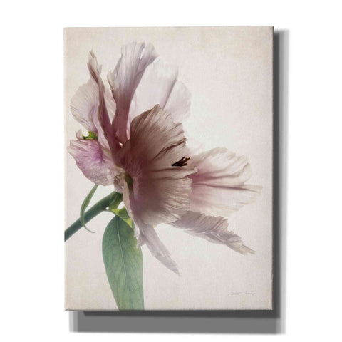 Image of 'Translucent Peony II' by Debra Van Swearingen, Canvas Wall Art,12x16x1.1x0,20x24x1.1x0,26x30x1.74x0,40x54x1.74x0
