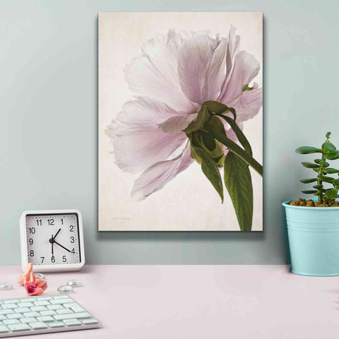 Image of 'Translucent Peony III' by Debra Van Swearingen, Canvas Wall Art,12 x 16