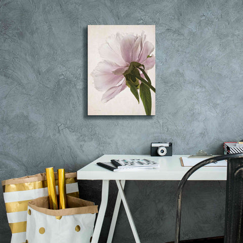 Image of 'Translucent Peony III' by Debra Van Swearingen, Canvas Wall Art,12 x 16