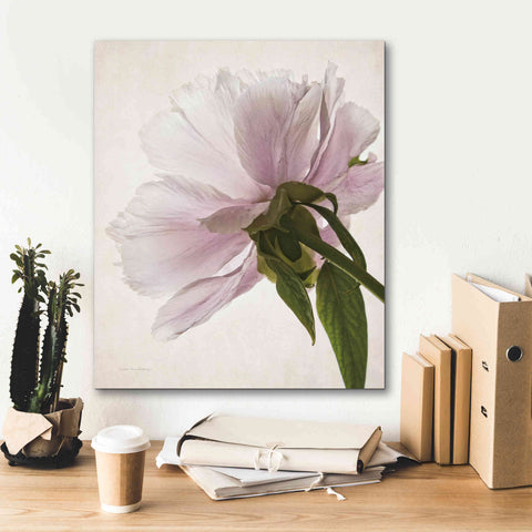 Image of 'Translucent Peony III' by Debra Van Swearingen, Canvas Wall Art,20 x 24