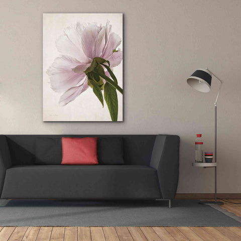 Image of 'Translucent Peony III' by Debra Van Swearingen, Canvas Wall Art,40 x 54
