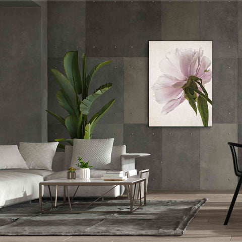 Image of 'Translucent Peony III' by Debra Van Swearingen, Canvas Wall Art,40 x 54