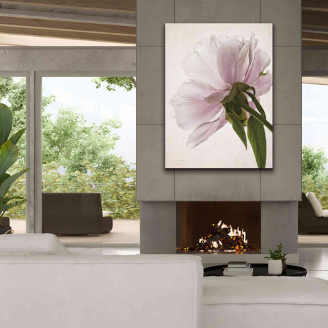 Image of 'Translucent Peony III' by Debra Van Swearingen, Canvas Wall Art,40 x 54