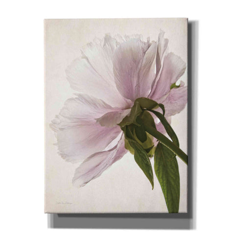 Image of 'Translucent Peony III' by Debra Van Swearingen, Canvas Wall Art,12x16x1.1x0,20x24x1.1x0,26x30x1.74x0,40x54x1.74x0